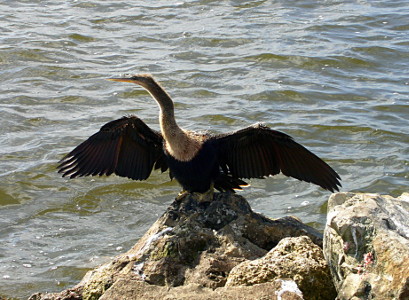 [Duck on rock with wings open.]